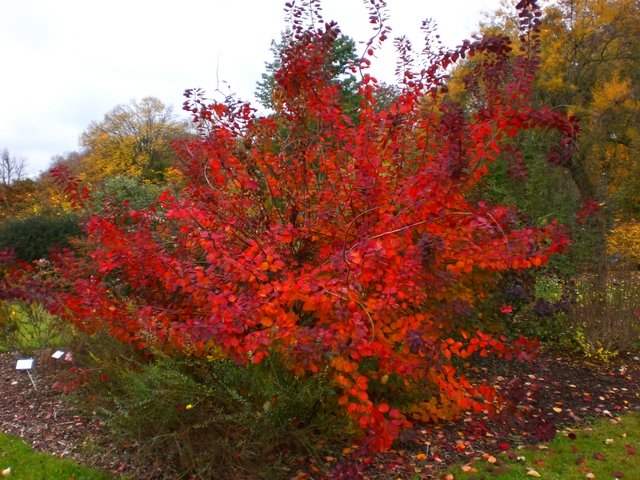 Cotinus coggygria 'Atropurpurea' automne